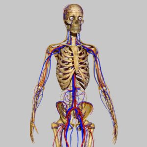 Anatomy & Physiology - LEVEL 3