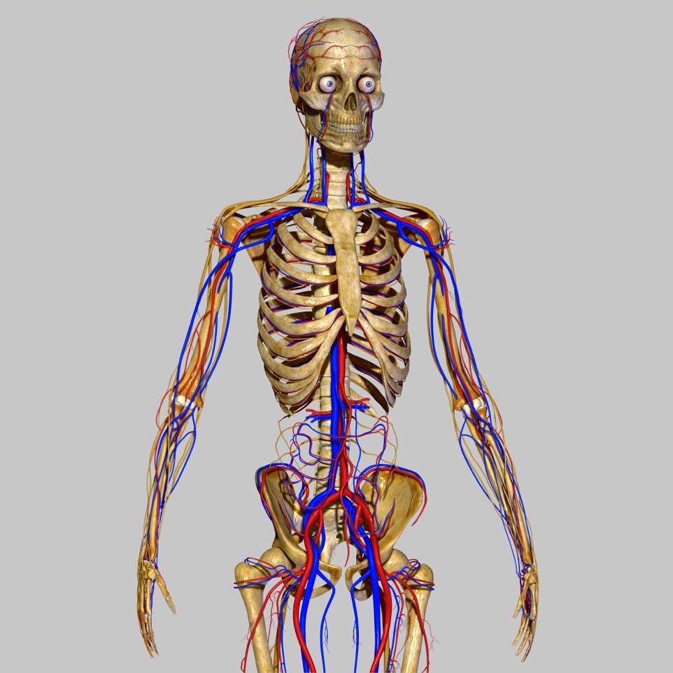 ANATOMY AND PHYSIOLOGY LEVEL 3